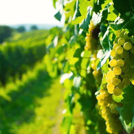 Weinregion Direkt Vor Der Tuer Erleben - Weinberg * Bad Bellingen
