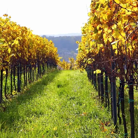 Weinregion Direkt Vor Der Tuer Erleben - Weinberg Appartamento *